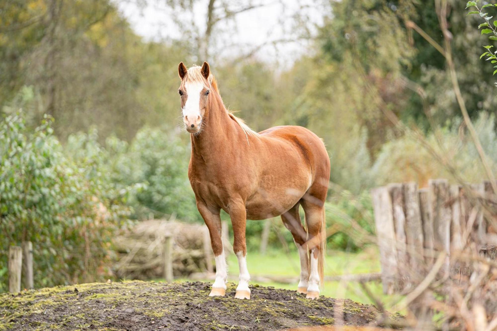 Boksheidebuiten Eersel Luaran gambar